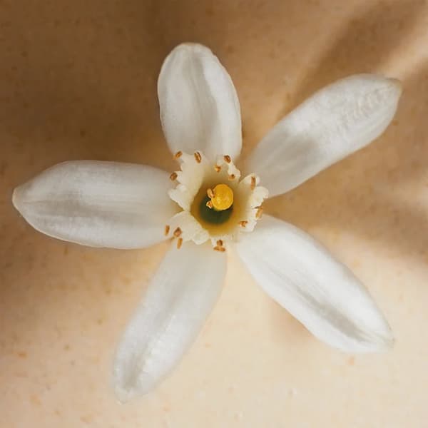 Chloé Atelier des Fleurs Neroli Eau de Parfum til kvinder