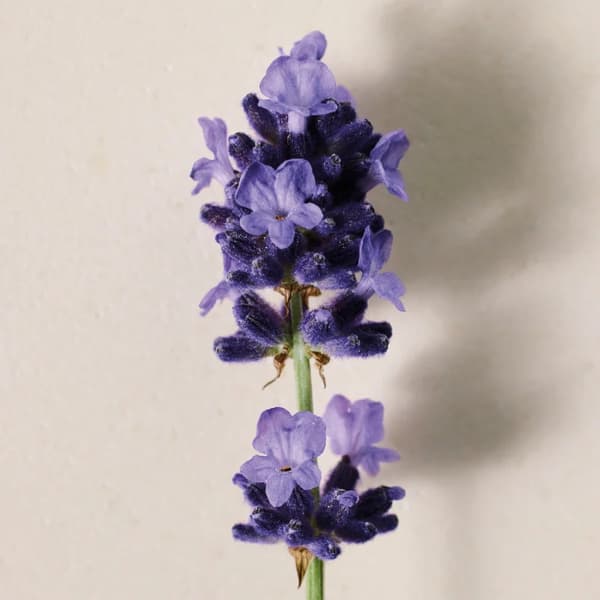 Chloé Atelier des Fleurs Lavanda Eau de Parfum til kvinder