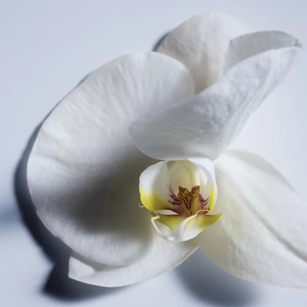 Chloé Atelier des Fleurs Orchidée de Minuit Eau de Parfum til kvinder