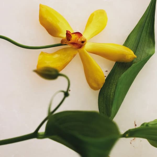 Chloé Atelier des Fleurs Vanilla Planifolia Eau de Parfum til kvinder