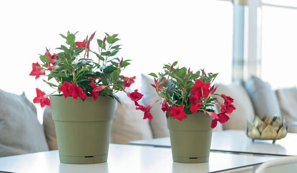 Stefanplast Ethica Blomkruka 2L Vit