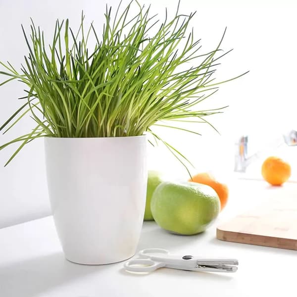 Prosperplast coubi orchid blomkruka 2.4l vit