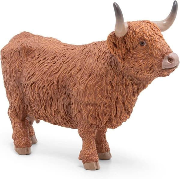 Highland Cow