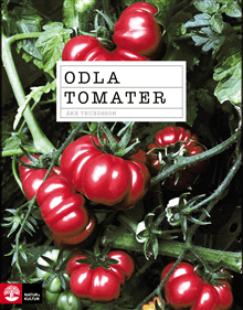 Odla tomater