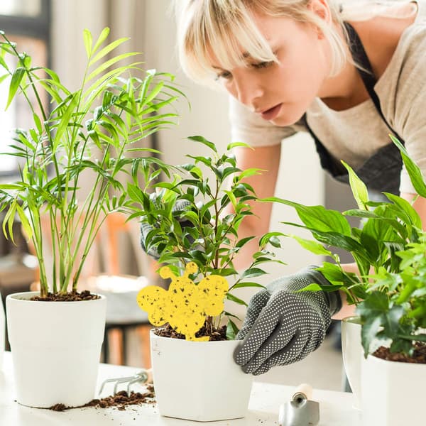 60-pack Flugfångare / Flugfälla / Klibbig insektsfälla Yellow