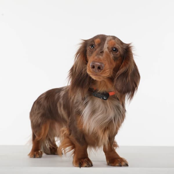 Fästingskydd Mini Hund