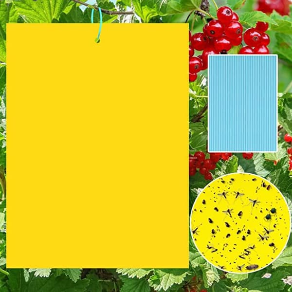 Insektsfälla för Trädgård - 60 pack S