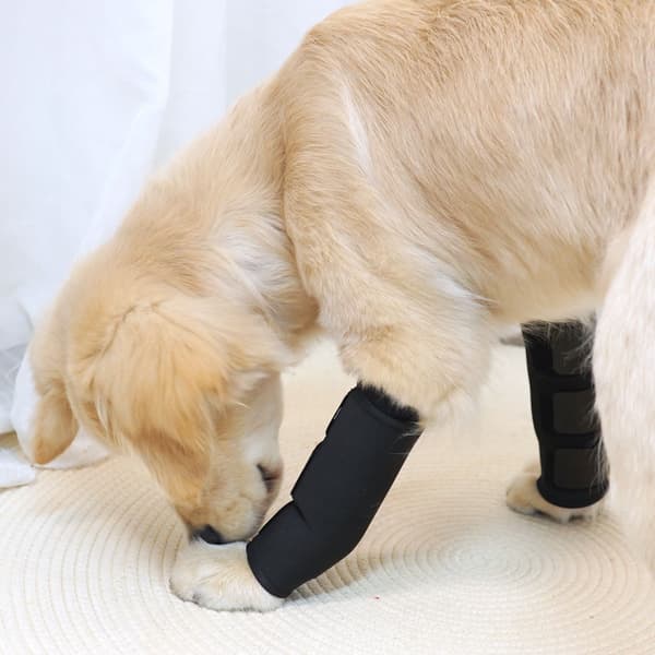 Pet Joint Protector JT2 - Sort til støtte af hunde S
