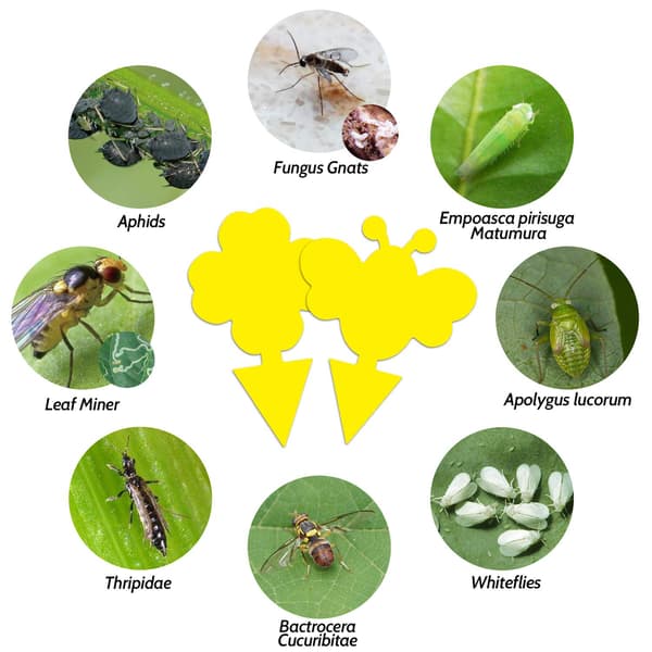 60-pack Flugfångare / Flugfälla / Klibbig insektsfälla Yellow