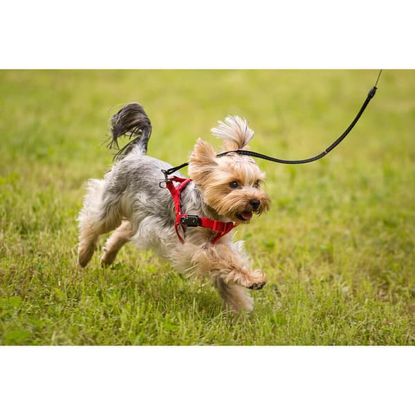 Flåttbeskyttelse Mini Hund Svart