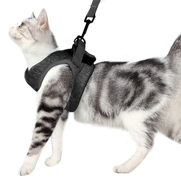 Sett med sele og bånd til katter L