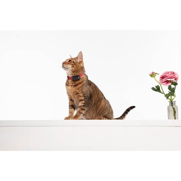 Flåttbeskyttelse Mini Katt Svart