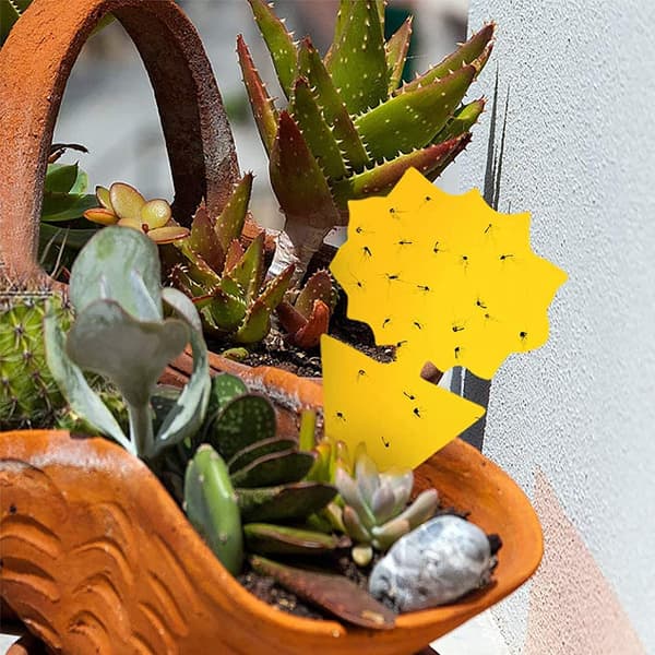 Flugfångare / Klibbig Insektsfälla, 20-pack