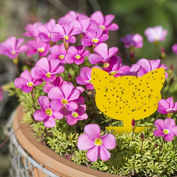 60-pack Flugfångare / Flugfälla / Klibbig insektsfälla Yellow