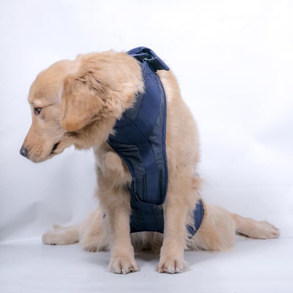 Støttevest for eldre hunder S