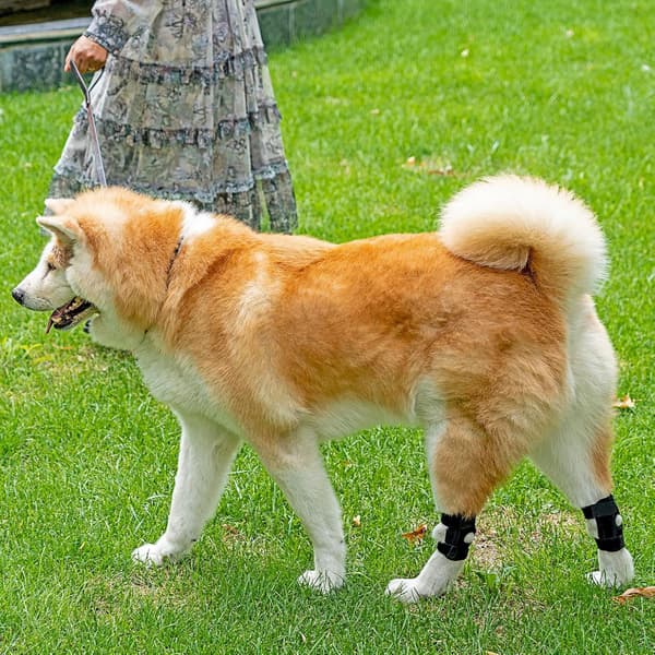 Hundknästöd Stöd för hundben L