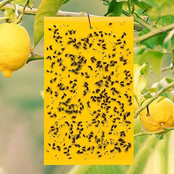 Insektsfälla för Trädgård - 60 pack S