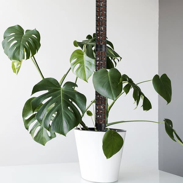 Søyler for klatreplanter Black