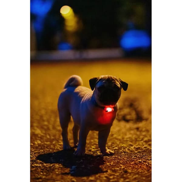 Flåttbeskyttelse Mini Hund Svart