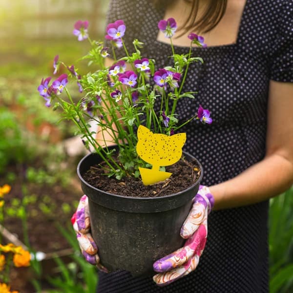 60-pack Flugfångare / Flugfälla / Klibbig insektsfälla Yellow