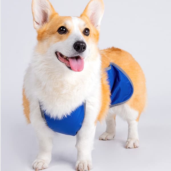 Justerbart vattentätt hundskydd för Corgi - Anti-smuts magskydd M