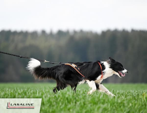 X-Back hundesele | Sort og neonorange | Størrelse S | Til træk