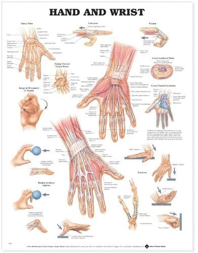 Anatomisk diagram over hånd og håndled