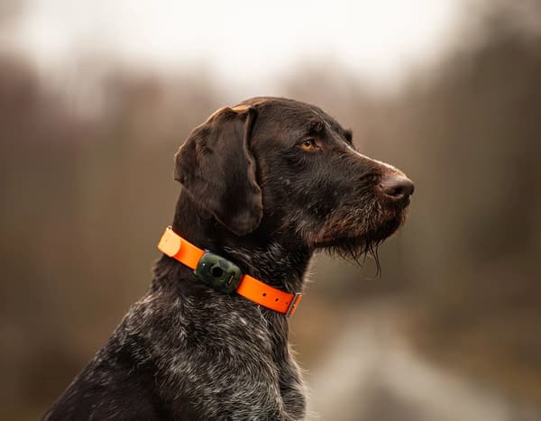 Smart GPS-hundetracker – MiniFinder Vexo