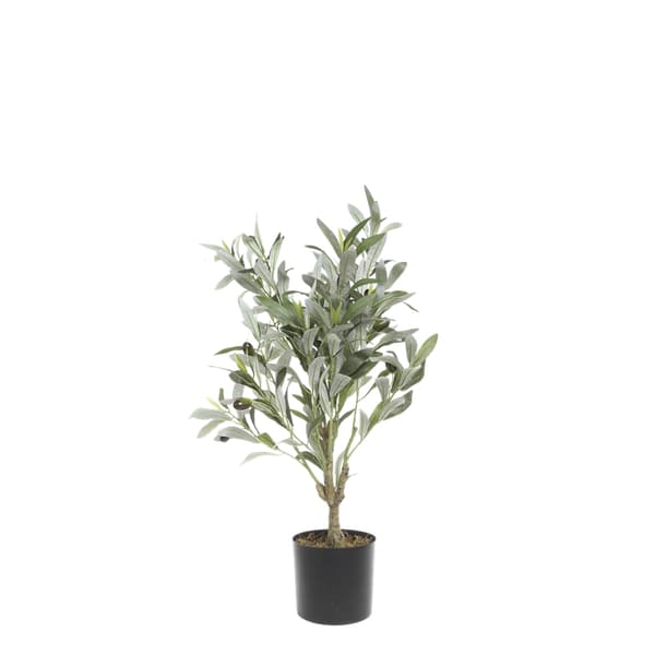 Fleur-oliivipuu - K: 73cm