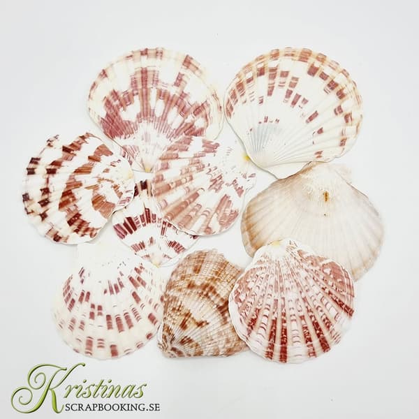 Snäckor 50 gram - Sea Shells II - Snäckskal