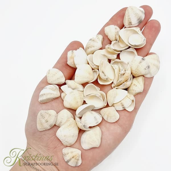 Snäckor - 50 gram - Sea Shells I - Snäckskal