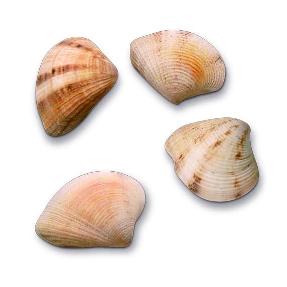 Snäckor - 50 gram - Sea Shells I - Snäckskal