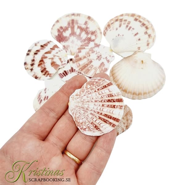 Snäckor 50 gram - Sea Shells II - Snäckskal