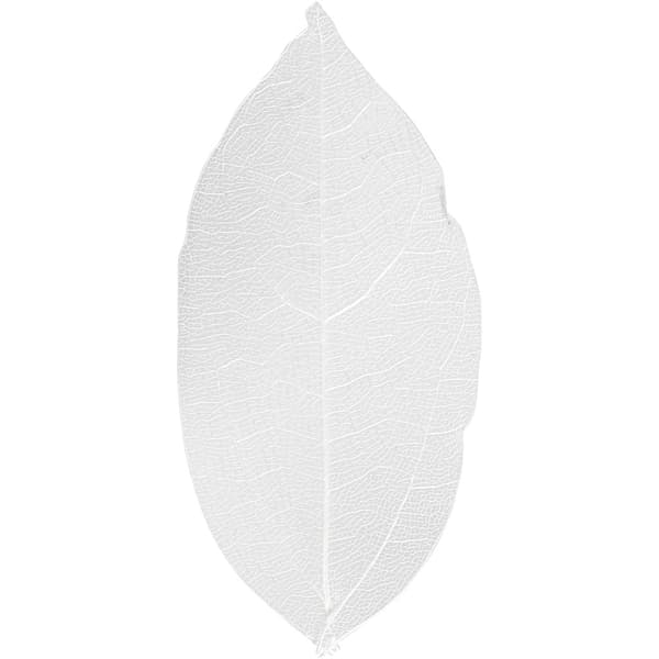 Torkade Blad - Vit - 6-8 cm - 20 st