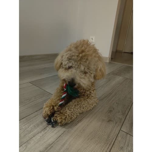 Hundleksaker / Leksaker för Hund - Jul