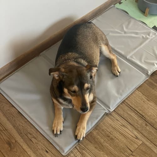 Kølemåtte til Hund & Kat - Kølepude som køler - 90x50cm Grå