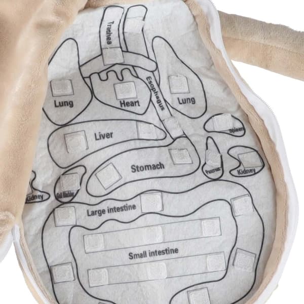 Anatomisk dukke for barn - Gutt