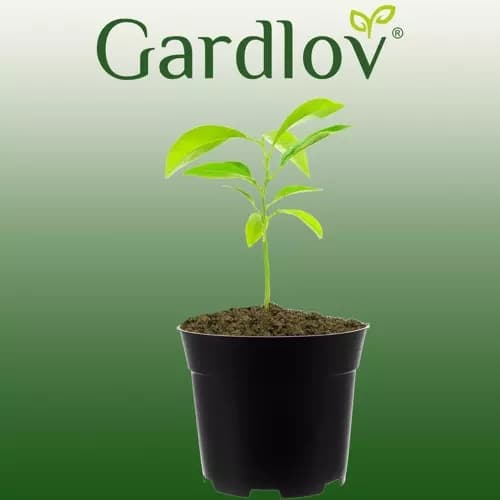 Planteringskrukor / Krukor - 16 cm - 500-Pack