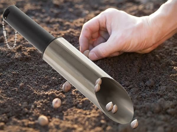 Frövinge plantering lökar trädgård plantera sådd åtgärd