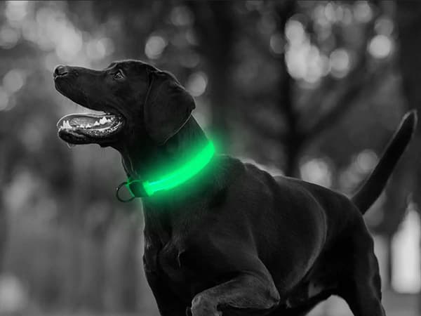 LED-lysende mørkehalsbånd til hunde og katte justerbart 59cm