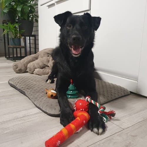 Hundleksaker / Leksaker för Hund - Jul