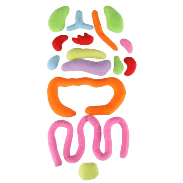 Anatomisk dukke for barn - Jente