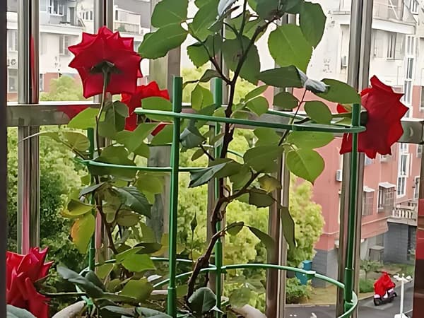 Plantestøttering - 3-rings bue til potteplanter