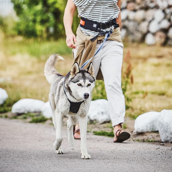 Dog Multi Harness Active
