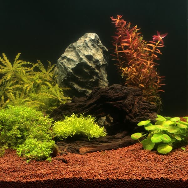 Akvariegrus Manado JBL 3 l