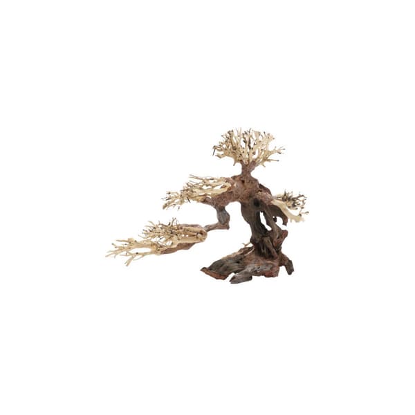 Bonsai M Brun