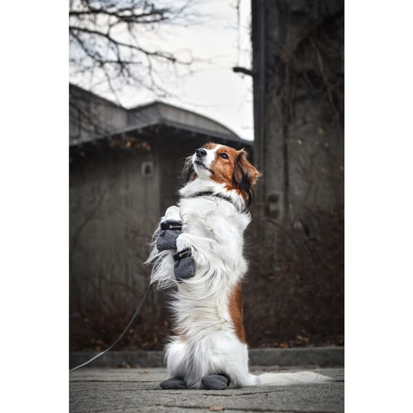 Hundskor Fleece 4p Grå S