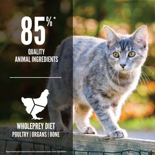 Original Cat Torrfoder för katt 17kg