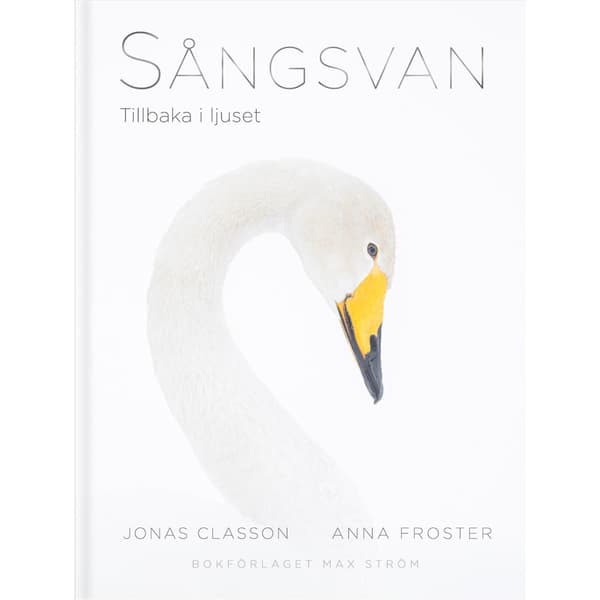 Sångsvan : Tillbaka i ljuset (inbunden)