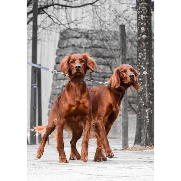 Tvillingkoppel Twin Grå 75cm